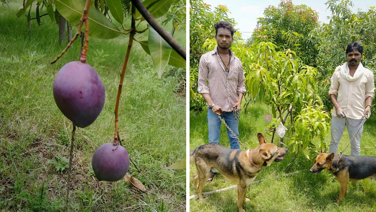 Cada mango plantado por los hermanos de India está cotizado en 50 dólares