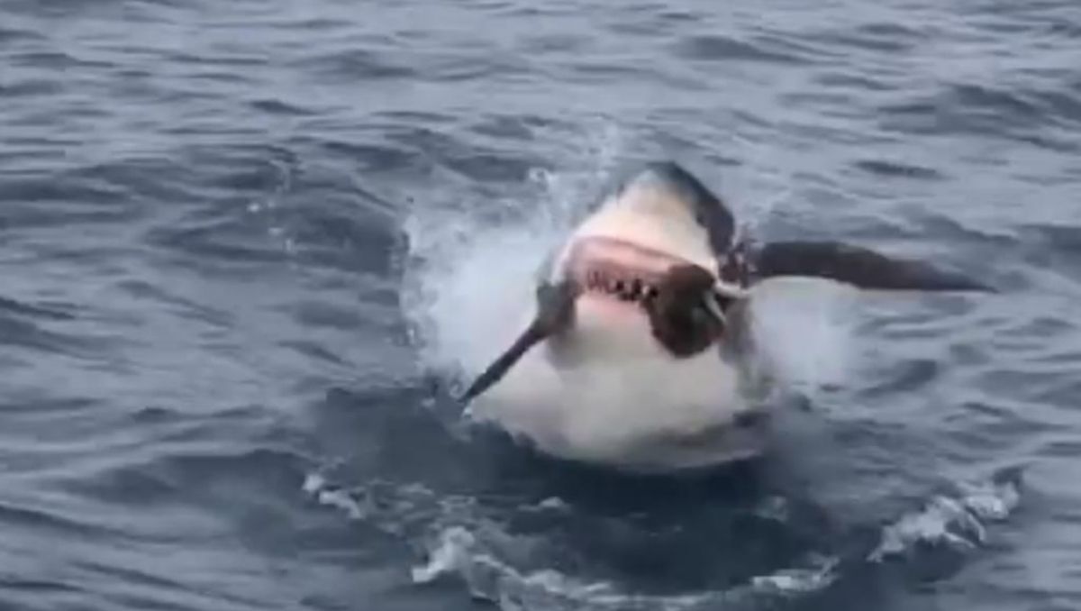 El tiburón disputaba con el ave por un pedazo de cola de atún El tiburón disputaba con el ave por un pedazo de cola de atún