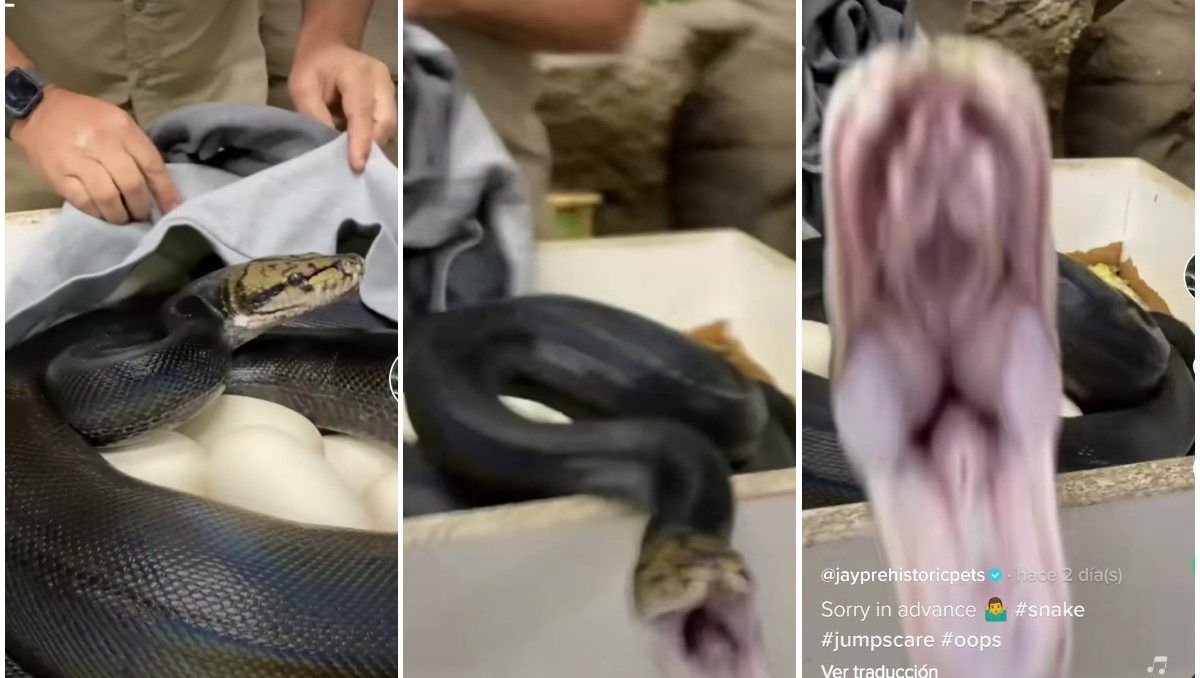 La serpiente se mostró bastante agresiva a la hora de defender a sus huevos.