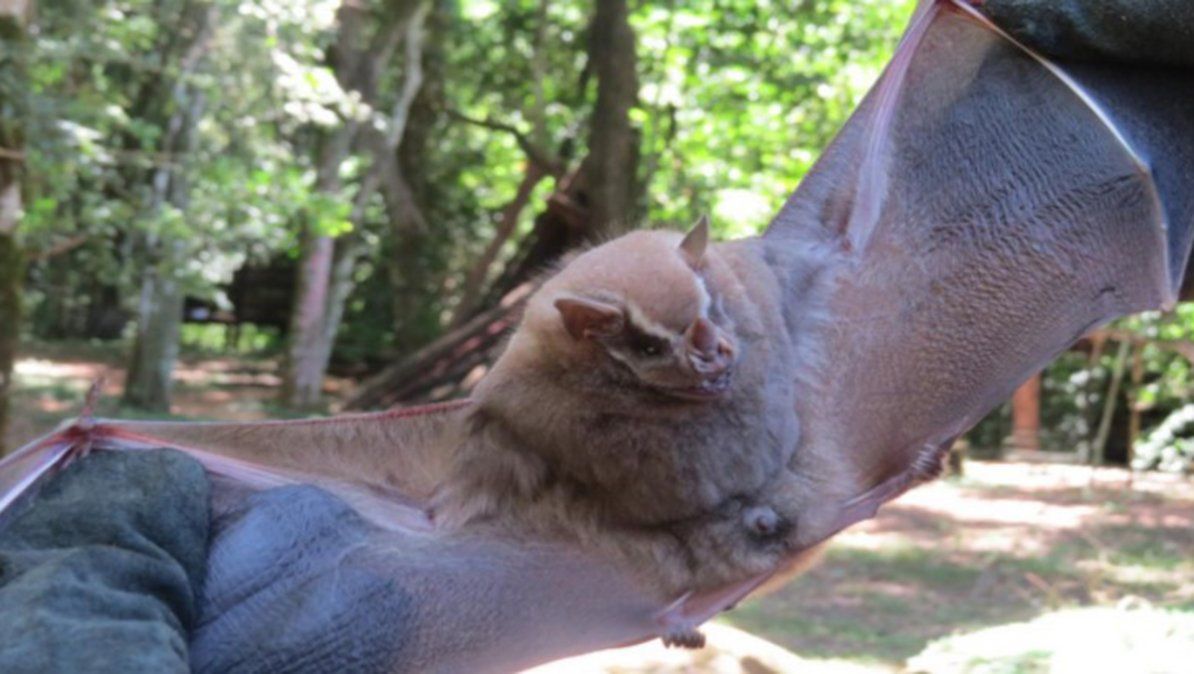 Un murciélago y un perro protagonizan este video viral
