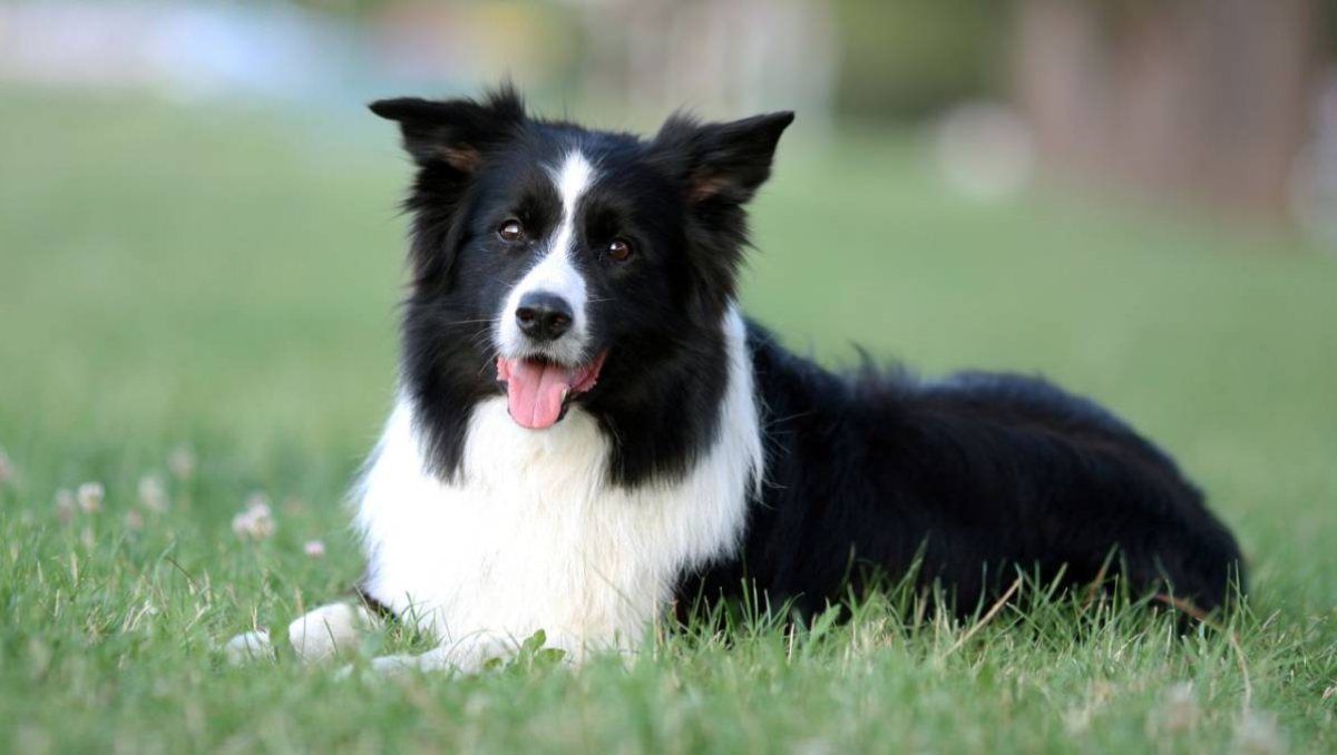 La investigación determinó que algunos perros pueden recordar palabras con mayor facilidad que otros.