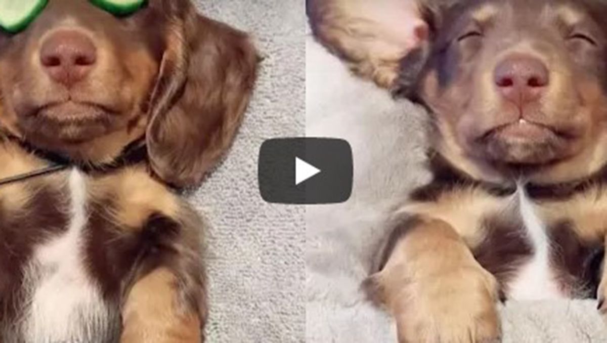 Este consentido perro no deja de sumar visualizaciones en YouTube