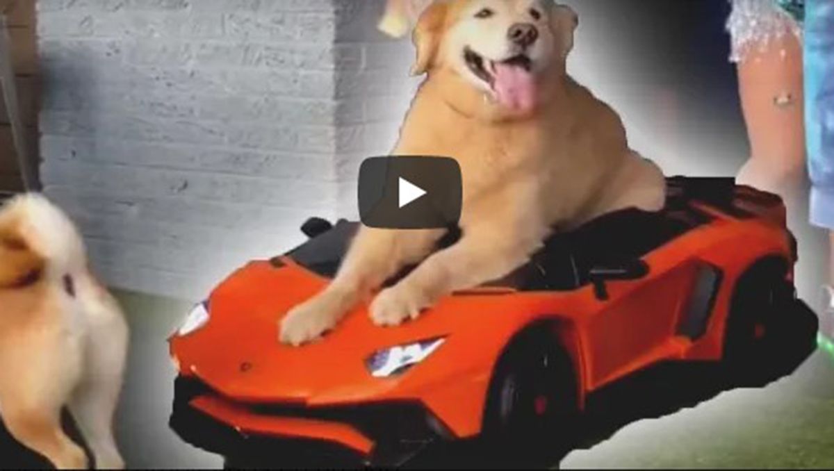 Este perrito no deja de sumar reproducciones en YouTube Este perrito no deja de sumar reproducciones en YouTube