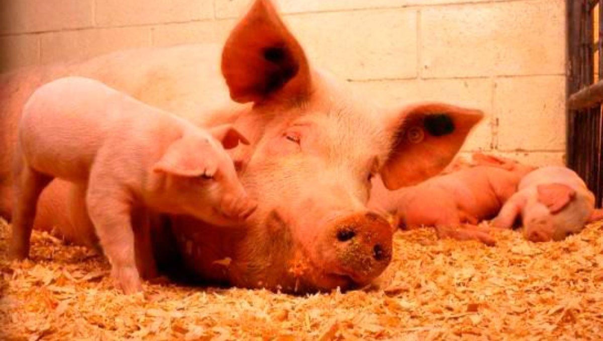Estados Unidos detectó la enfermedad en la carne porcina de Dominicana. 