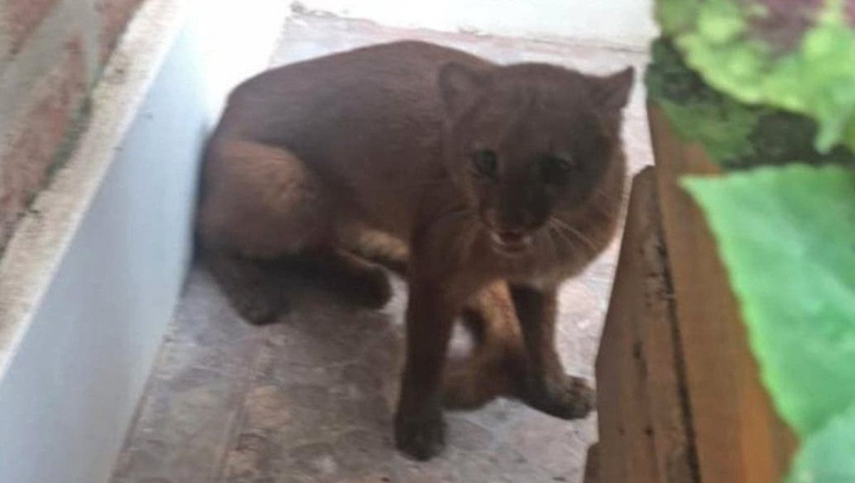 El animalito fue revisado por veterinarios y devuelto a su hábitat natural.