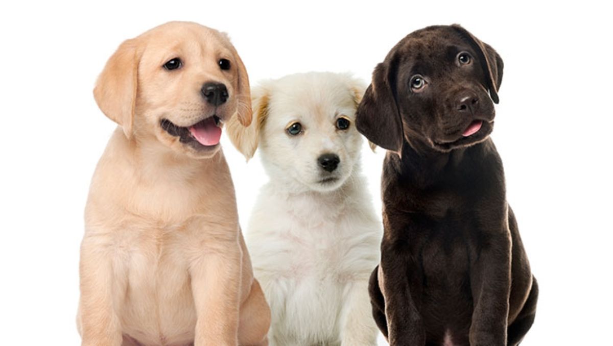¿Pueden los perros distinguir el idioma de los humanos?