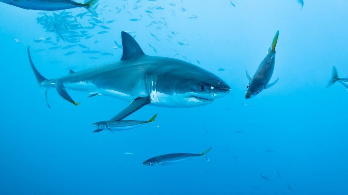 tiburones tiburones