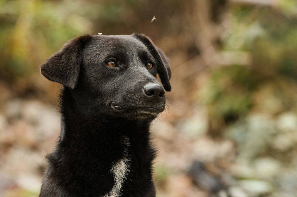 Proteger a las mascotas en fin de año Proteger a las mascotas en fin de año