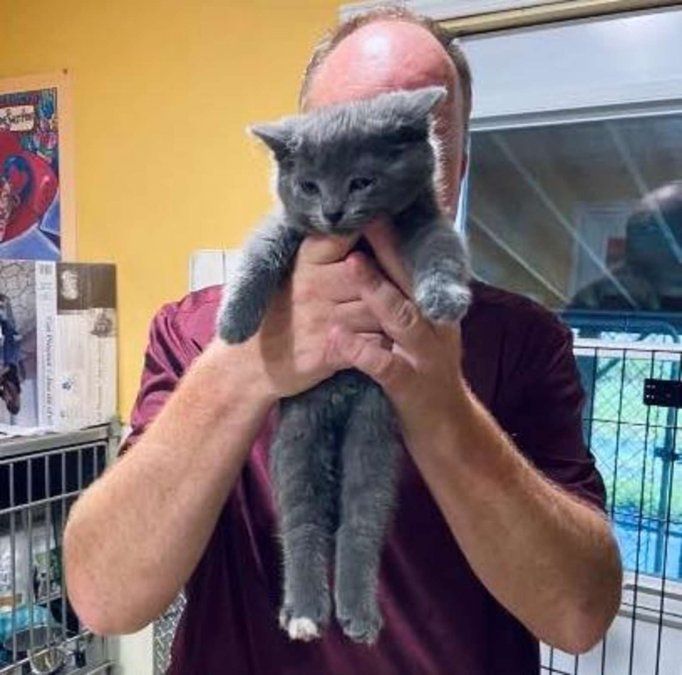 Trabajador de refugio adopta gato que no paraba de maullarle