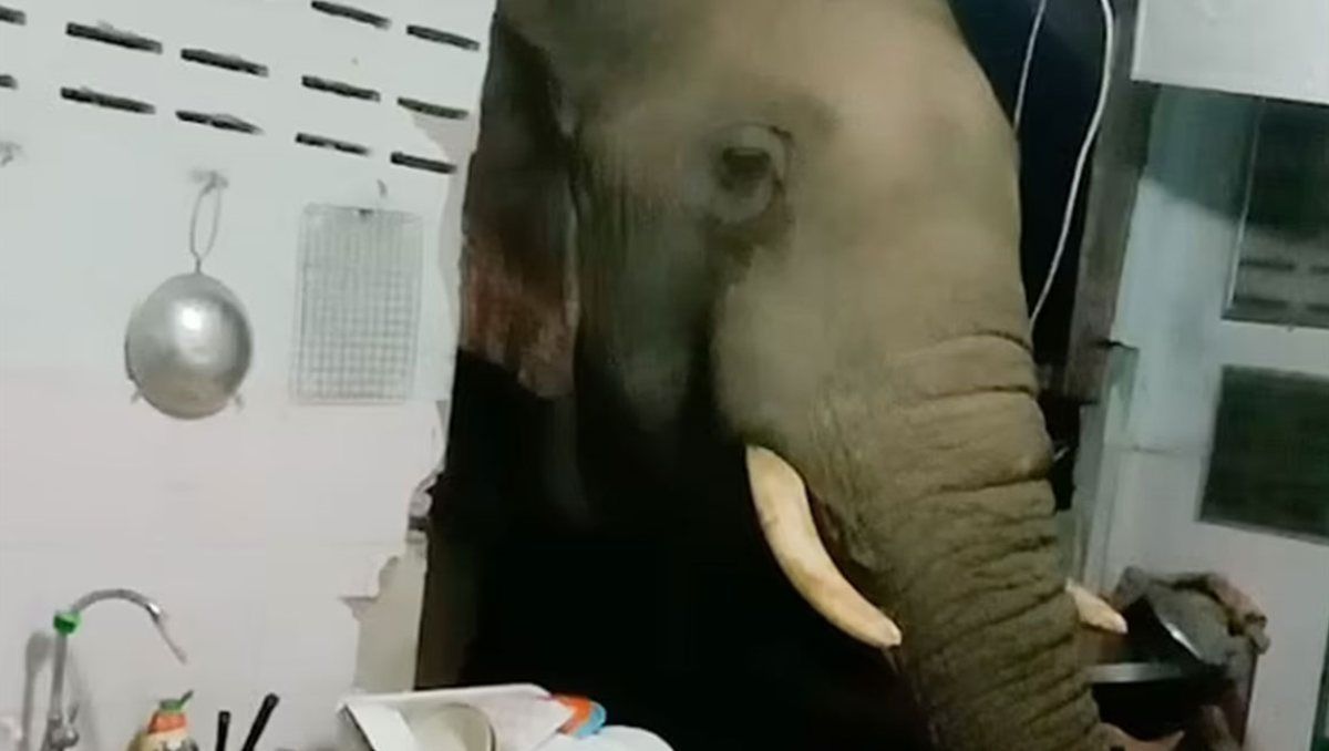 El elefante se pudo haber sentido atraído por el olor a comida salada