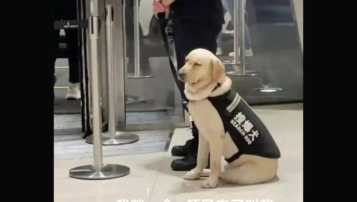 El perrito fue capturado in fraganti por los pasajeros del metro de Shanghai El perrito fue capturado in fraganti por los pasajeros del metro de Shanghai