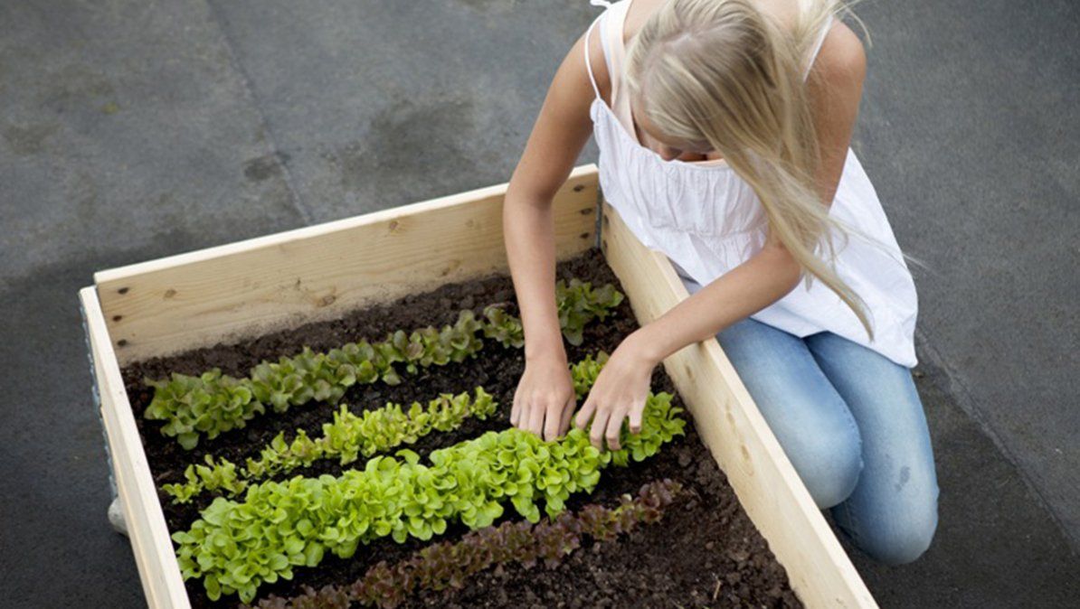 El huerto en casa se puede armar con sencillos pasos