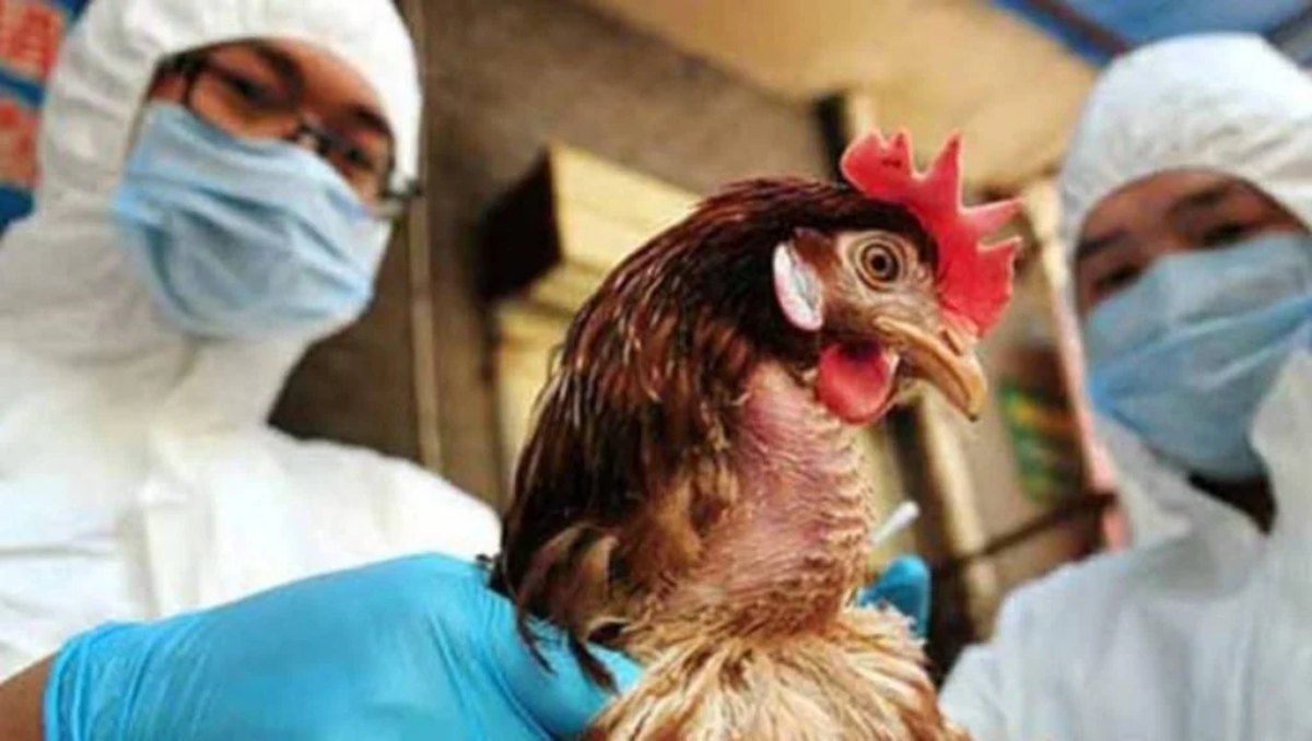 China descartó la posibilidad de gran contagio de gripe aviar