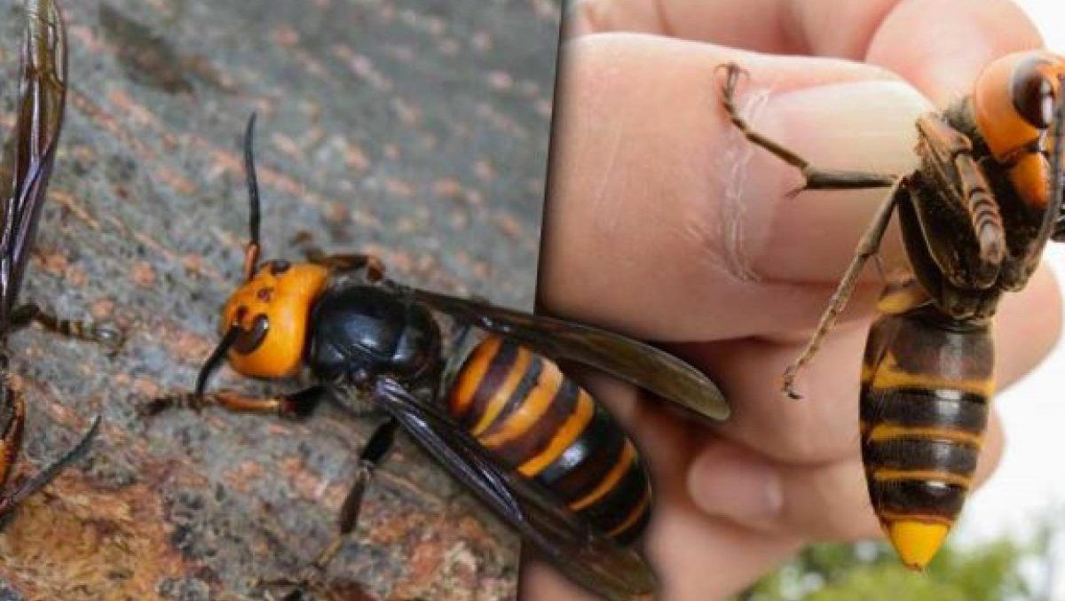 Los avispones fueron neutralizados para evitar que desarrollaran nuevas reinas.