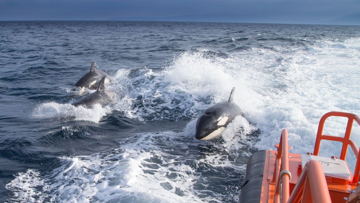 La migración de orcas en las costas de Cádiz