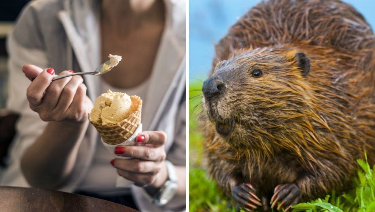 La vainilla encuentra su origen en el castóreo. | Foto: vix.com