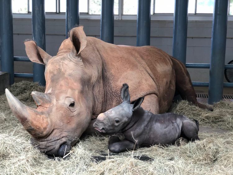 Milagro: Rinoceronte blanco nació en Disneys Animal Kingdom