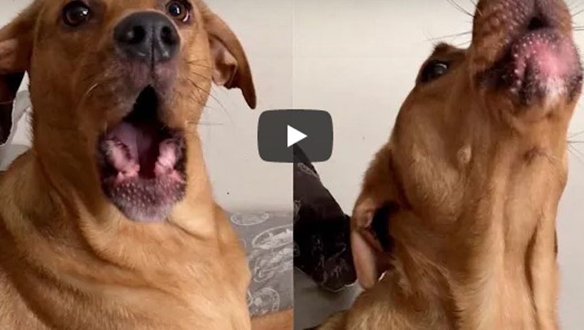 Esta perrita no deja de sumar visualizaciones en YouTube Esta perrita no deja de sumar visualizaciones en YouTube