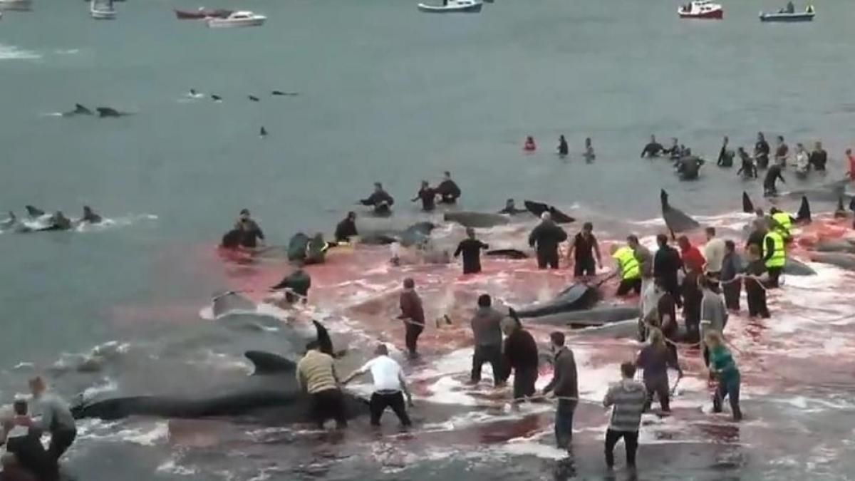 La salvaje matanza de 53 ballenas piloto en Dinamarca La salvaje matanza de 53 ballenas piloto en Dinamarca